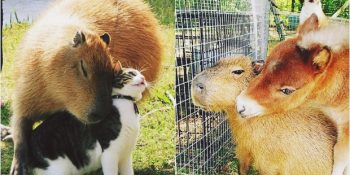 Dünyanın Her Hayvanla Anlaşan Dost Canlısı ve En Büyük Kemirgeni Capybaralar