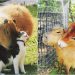 Dünyanın Her Hayvanla Anlaşan Dost Canlısı ve En Büyük Kemirgeni Capybaralar