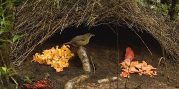 Her Kuşun Kendi Zevkine Göre Renklenen Doğa Harikası Çardak Kuşlarının Çiftleşme Evleri