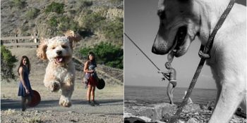 Dev Köpeklerimiz Olsaydı Hayat Ne Tatlı Olurdu Dedirtecek 19 Koca Patili Kare
