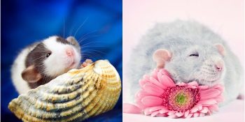 Farelere Karşı Bakış Açınızı Tamamen Değiştirecek 34 Birbirinden Minik Burunlu Ponçik