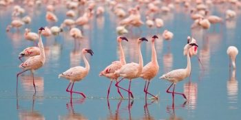 Flamingo ve Birçok Kuş Türünün Üreme Adalarını Yok Edecek İzmir Körfezi Geçiş Projesi