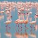 Flamingo ve Birçok Kuş Türünün Üreme Adalarını Yok Edecek İzmir Körfezi Geçiş Projesi