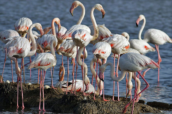 gediz_deltasi_flamingo (1)