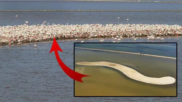 gediz_deltasi_flamingo (5)