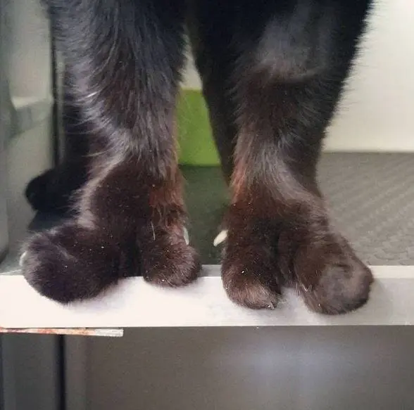 iki_parmakli_kedi (2)