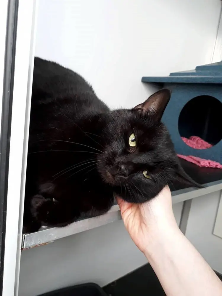 iki_parmakli_kedi (3)