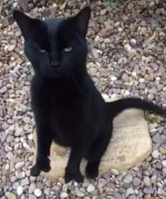 iki_parmakli_kedi (5)