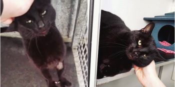 İki ve Üç Parmaklı Ön Patileriyle Oldukça İlginç Bir Görünüme Sahip Panter Kedi