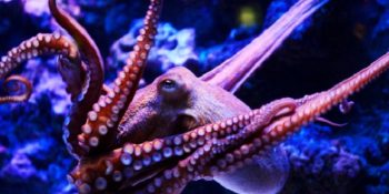 Kapatıldığı Akvaryumdan Kaçıp Okyanusa Ulaşan Ahtapotun Özgürlük Tutkusu