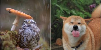 Sırılsıklam Olduğumuz Yağmurlu Günlerde Bizim Gibi Islanmış 23 Minnoş