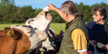 Miras Kalan Et Çiftliğindeki 59 İneği de Özgürlüğüne Kavuşturan Vegan Adam