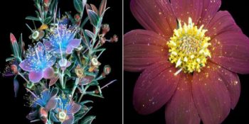 Tarifsiz Güzellikte Çiçeklerin, Morötesi Işık Altında Görsel Şölen Oluşturan Halleri