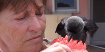 Çanakkale’de Kurtarılıp Kendini Muhabbet Kuşu Sanan Sevimli Karga Yakup