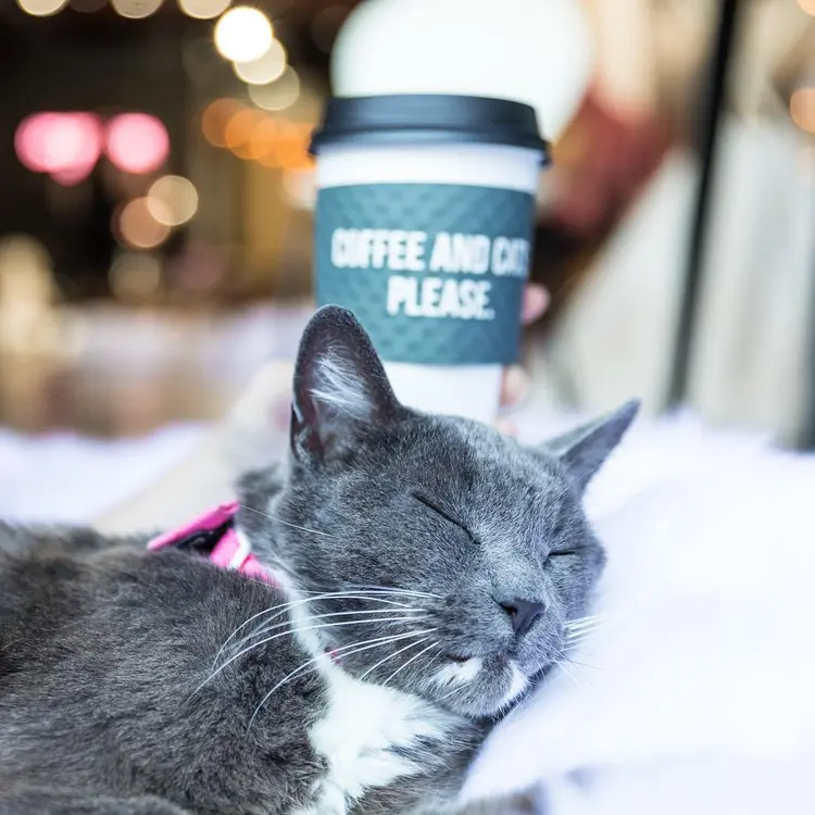 kedi_cafe (1)