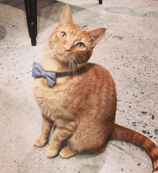 kedi_cafe (4)