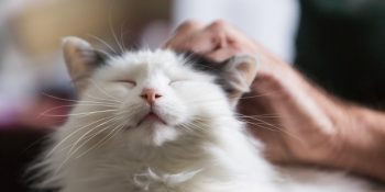 Kedilerle İyi İletişim Kurmanın 9 Miyavsal Yolu