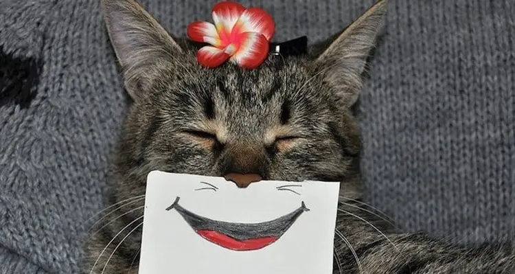 kedi_mimik (15)