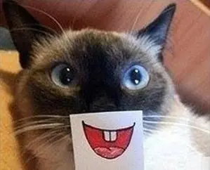 kedi_mimik (3)