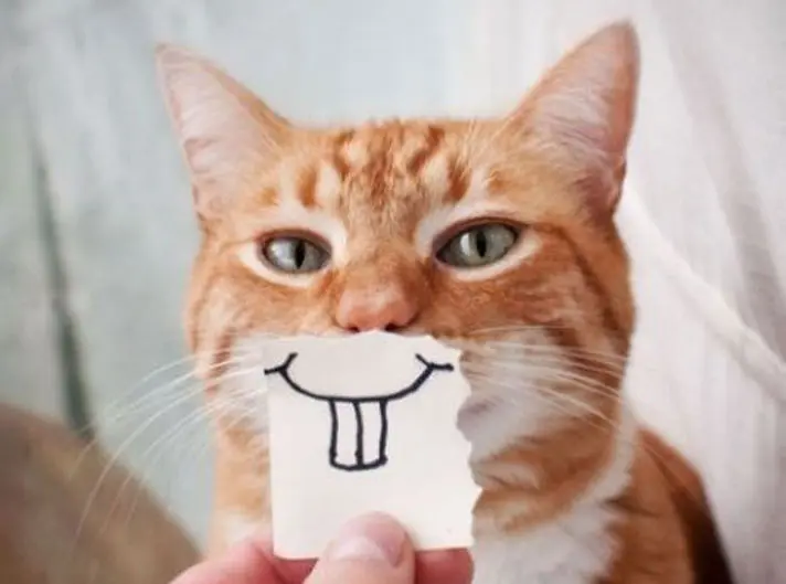 kedi_mimik (9)