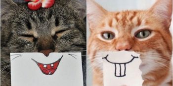 Kartona Çizilmiş Gülüşlerin Şapşal Suratlarla Buluştuğu 18 Miyav