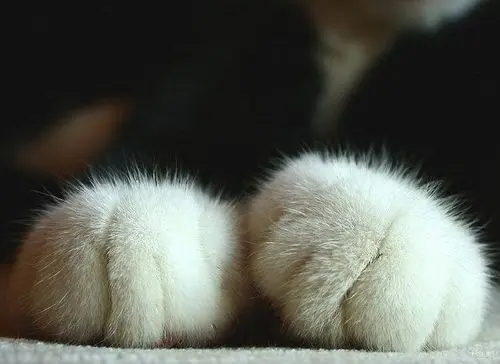 kedi_patisi (12)