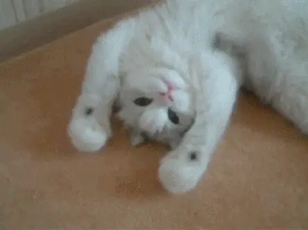 kedi_patisi (2)