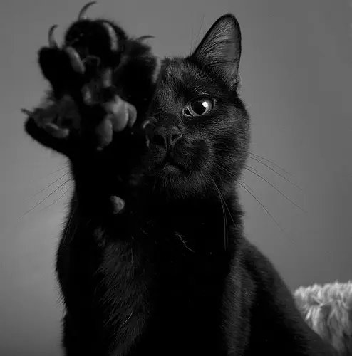 kedi_patisi (5)