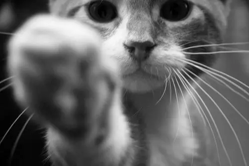 kedi_patisi (7)