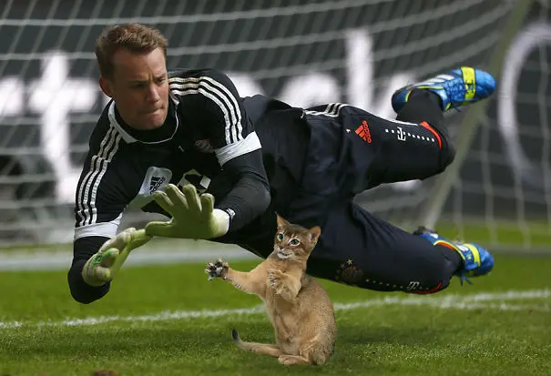 kedi_photoshop (5)
