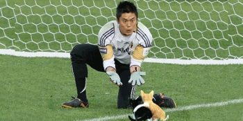 Top Yerine Sevimli Kedilerin Photoshopla Yerleştirildiği Futbol Maçından 16 Efsane Kare