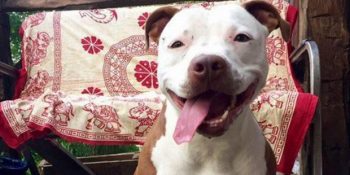 Belediye Başkanı Seçimlerinde Rakiplerine Fark Atarak Seçimi Kazanan Köpek Brynneth