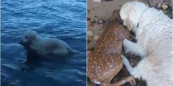 Boğulan Yavru Geyiği Görür Görmez Suya Atlayan Cesur Köpek Storm