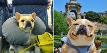 Avrupa’yı Gezme Rehberi Hazırlayıp Herkesi Kıskandıran Sevimli Köpek Chloe