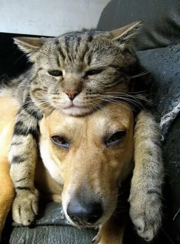 kopekle_yatan_kedi (10)