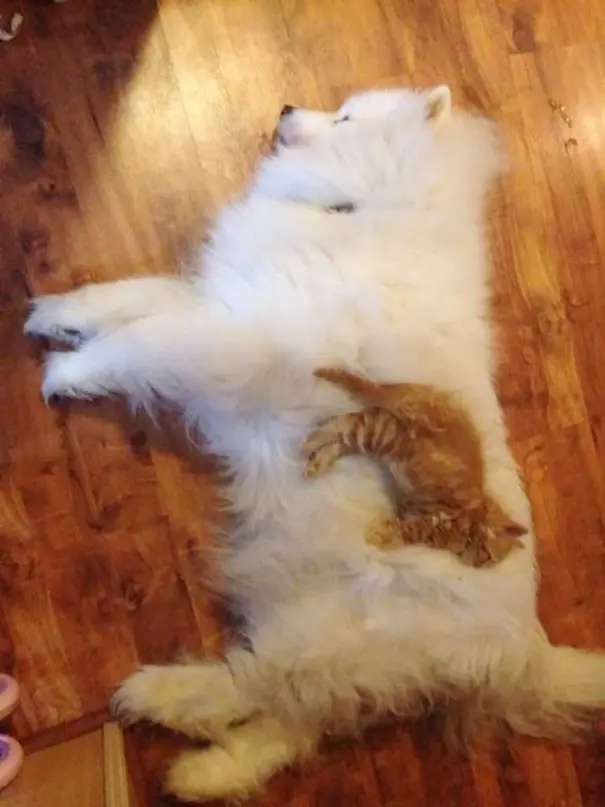 kopekle_yatan_kedi (11)