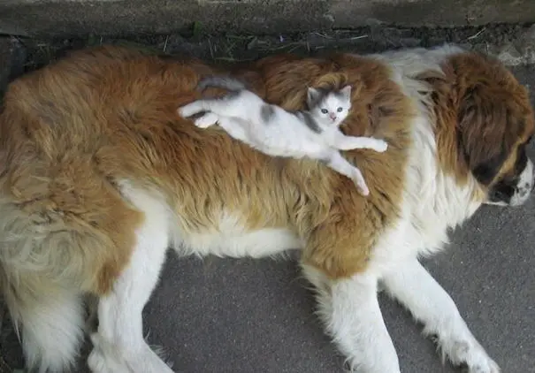 kopekle_yatan_kedi (7)