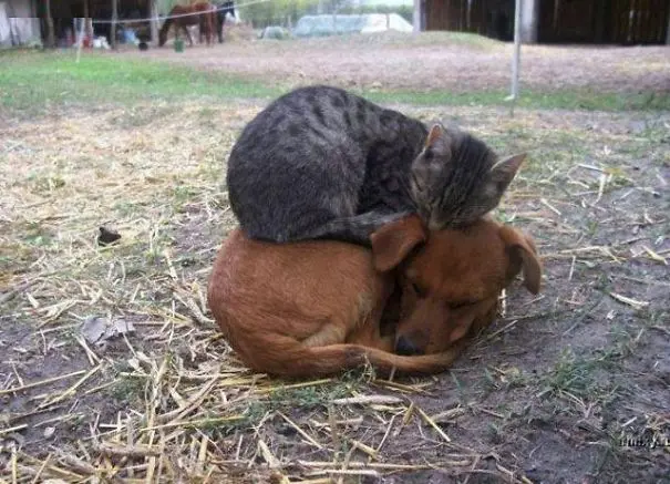 kopekle_yatan_kedi (8)