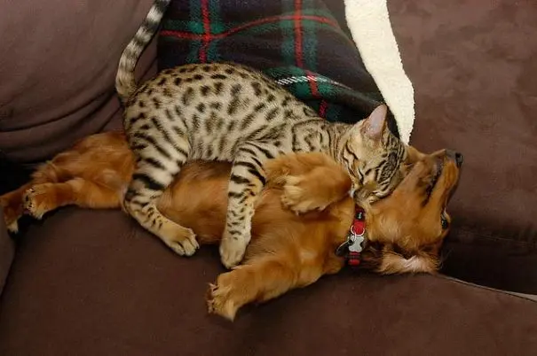 kopekle_yatan_kedi (9)