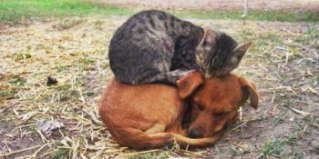 Sevimli Köpekleri Yastık Olarak Kullanan 29 Keyfine Düşkün Pisi