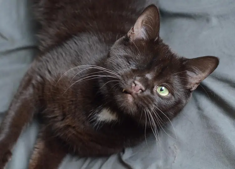 korsan_kedi (13)