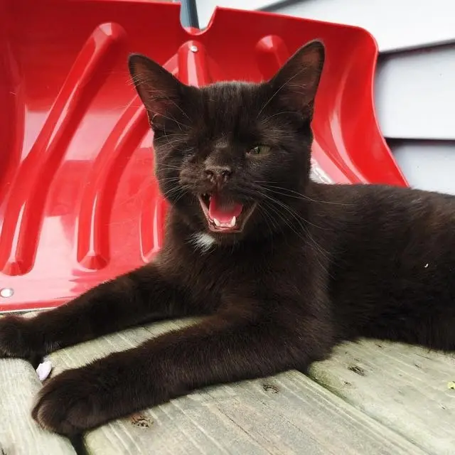 korsan_kedi (2)