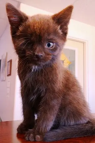 korsan_kedi (26)