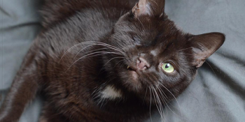 Korsan Kedi Lakaplı Wesley’nin Barınaktan Fenomen Olmaya Uzanan Öyküsü