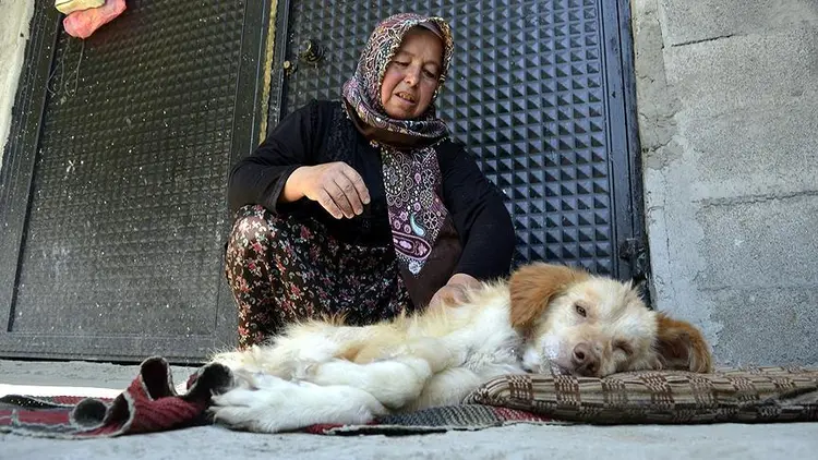 köpek-1