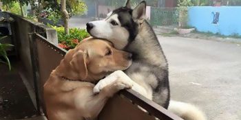 Sabahları Ailesi İşteyken Yalnız Kalıp Ağlayan Köpeğe Destek Olan Komşu Köpeği