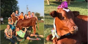 Fazla Yaşamaz Denilen İneğin Hayata Sarılışı ve Partilerle Kutlanan İlk Doğum Günü