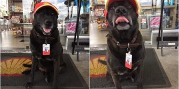 Terk Edildiği Benzin İstasyonunda İşe Başlayan Sevimli Köpek Negao