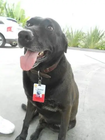 negao_dog (10)