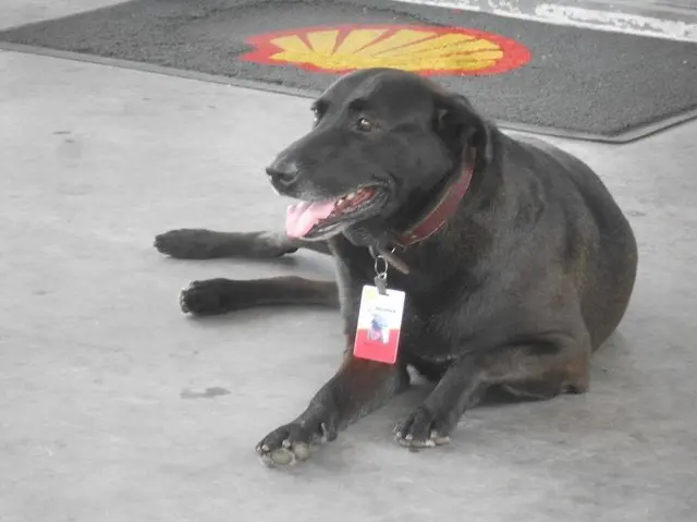 negao_dog (13)